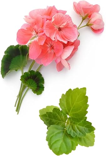 Miniatura 260 de VINEVIDA Aceite de fragancia de cuero genuino para difusores de aire frío, aceites esenciales para recarga de aceite difusor y ambientador