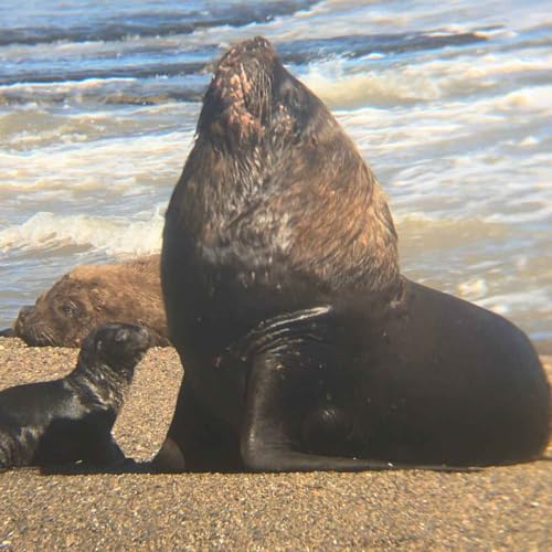 Facts: The South American Sea Lion