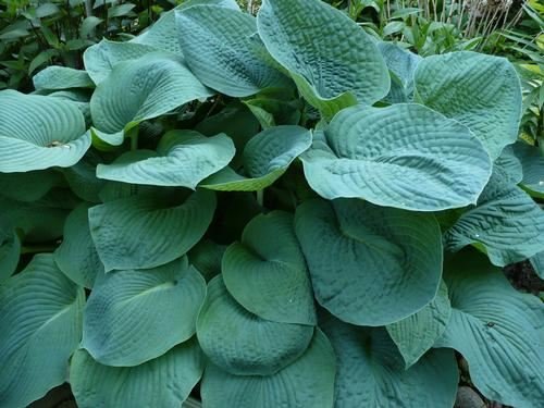 Sponsored Ad – Hosta 'Big Daddy' – Slug-Resistant Blue Perennial in a 17cm Pot – Stunning Textured Leaves
