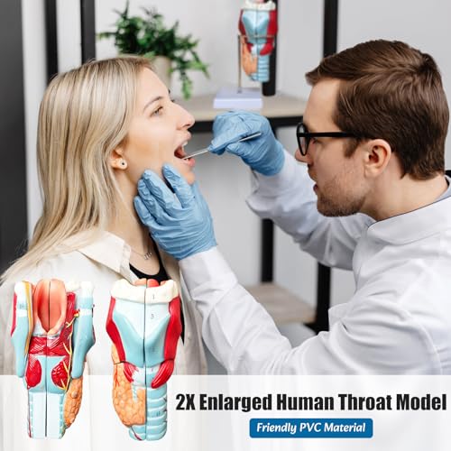 Image of 2X Enlarged Human Throat Model,5 Parts Human Larynx 3D Anatomy Model Laryngeal Muscles Cavity Bone with Labeled Numbered Product Manual Card and Removable PVC Base for Medical Education Study