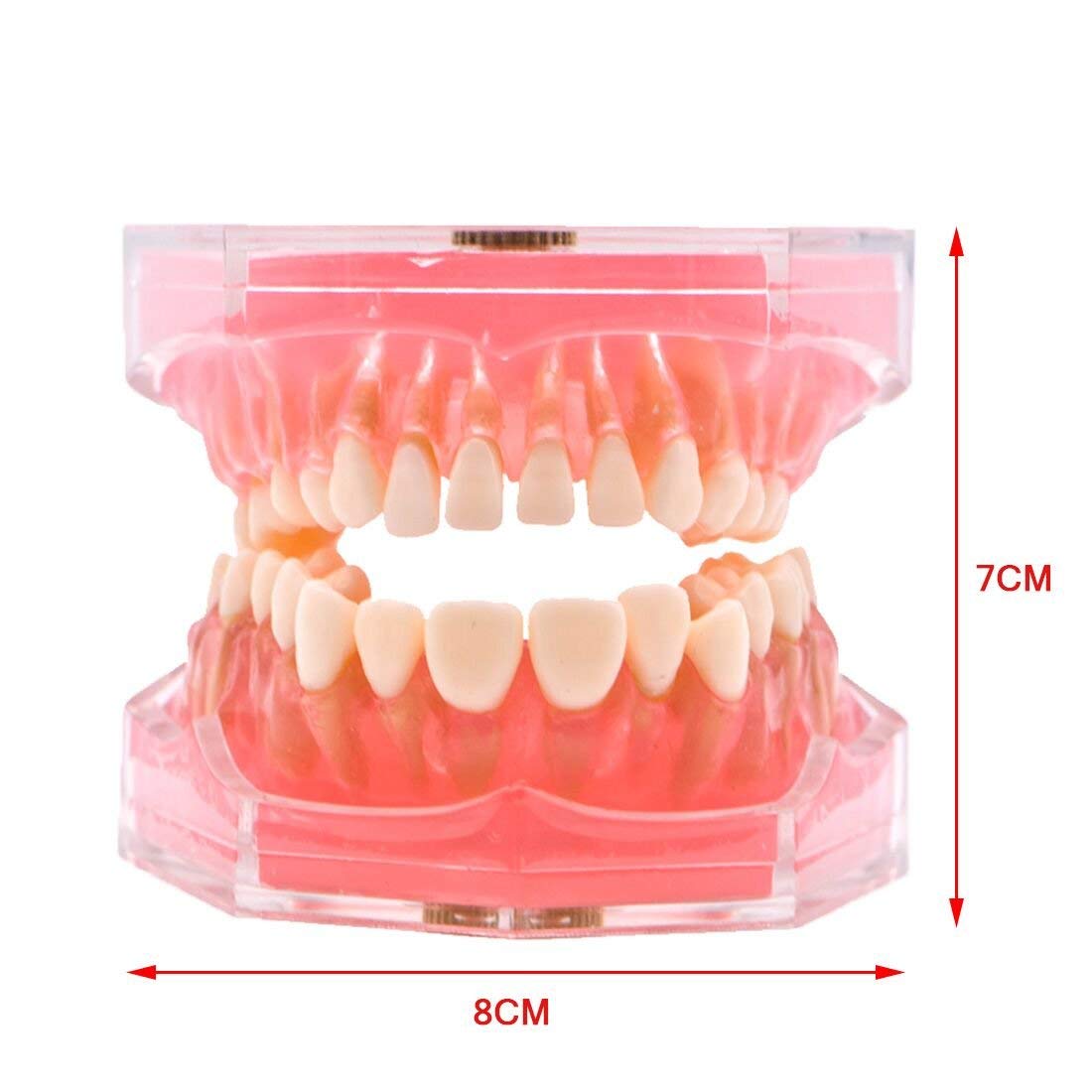 Modello didattico, Modello di Studio per impianti dentali, Modello Standard con Denti Rimovibili, Strumento di Studio didattico per Studenti di odontoiatria, pa