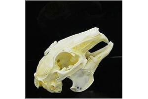 Wixine Cottontail Rabbit Skull Specimen - Unveil the Secrets of Nature's Anatomy