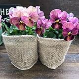 2個セット?しんしん?ビオラ?ガーデニング