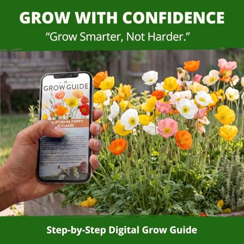 Image of HOME GROWN Iceland Poppy Seeds, 7,000 Seeds, Papaver nudicaule