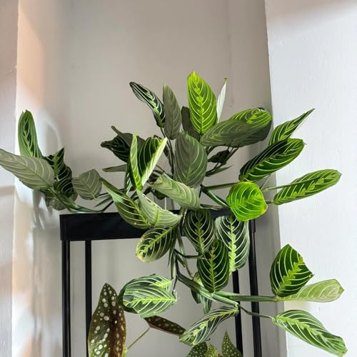 semillas de la planta calathea - arrurruz - plantas en crecimiento Plantas resistentes al invierno para balcones plantas de hoja perenne resistentes Plantas verdes, plantas de 250pcs
