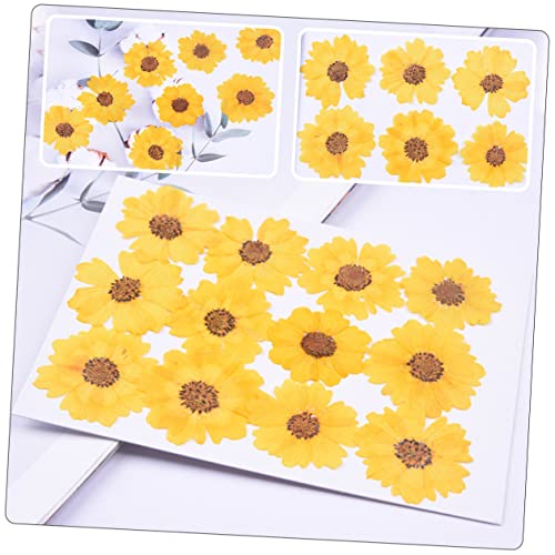 Flores Margaritas Secas COHEALI 24pcs para Manualidades miniatura 3