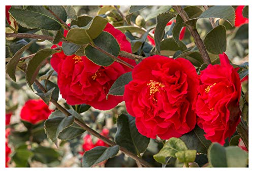 Portal Cool Camellia japonica Kramers Supreme - Rose Of Winter Pianta In 9cm Pot