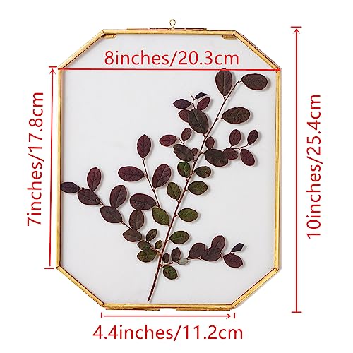 Ncyp Brass Hanging Photo Frame, Double Glass Wall Decor Hanging 8X10 Inches Octagon Herbarium For Pressed Dried Flowers Plant Specimen Poster, Gold Clear Floating Frame Style, Glass Frame Only #TOP5