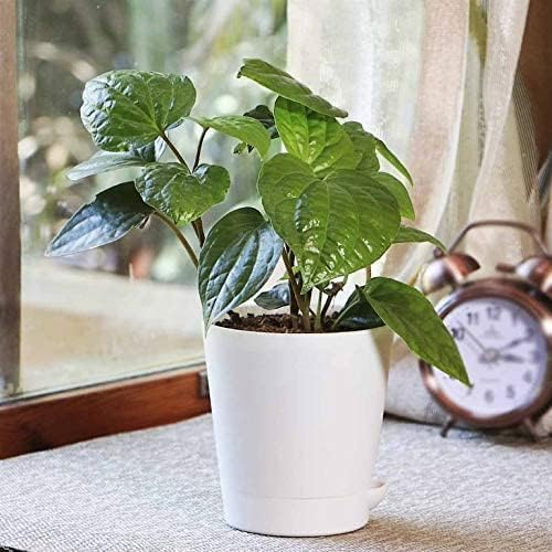 Kalfo Paan Live Plant Betel Leaf Plant Piper Betle Pan Vine Tropical Herbal Medicinal Home And Garden Plant with Pot (B0CVHBNCD1) Amazon Price History, Amazon Price Tracker