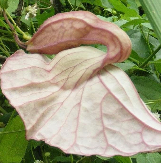 2 Dried Duck Flower