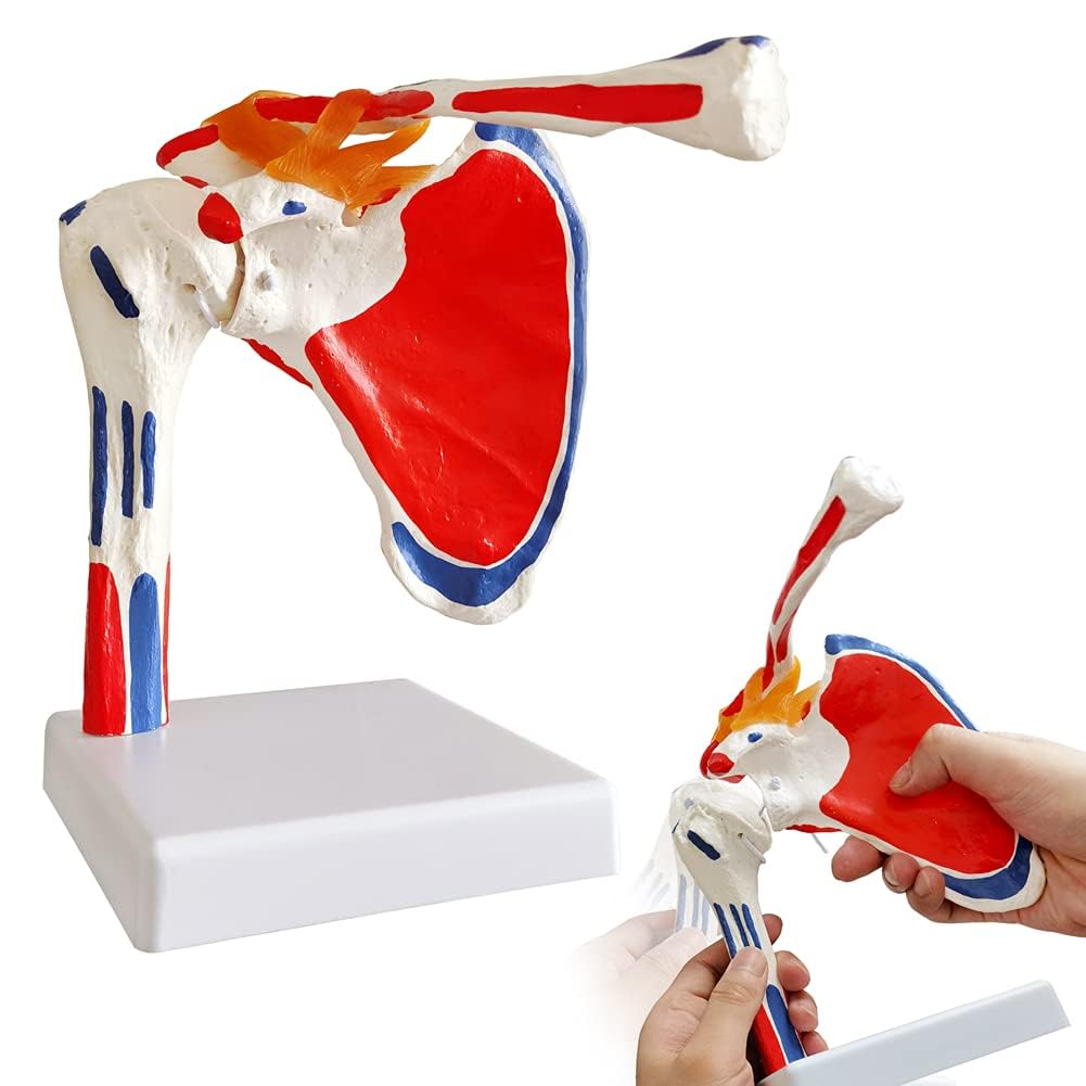 EVOTECH SCIENTIFIC Modelo de articulación del hombro de anatomía médica, colorido, réplica de la articulación del hombro Norma para consultorios médicos, material didáctico para la enseñanza médica