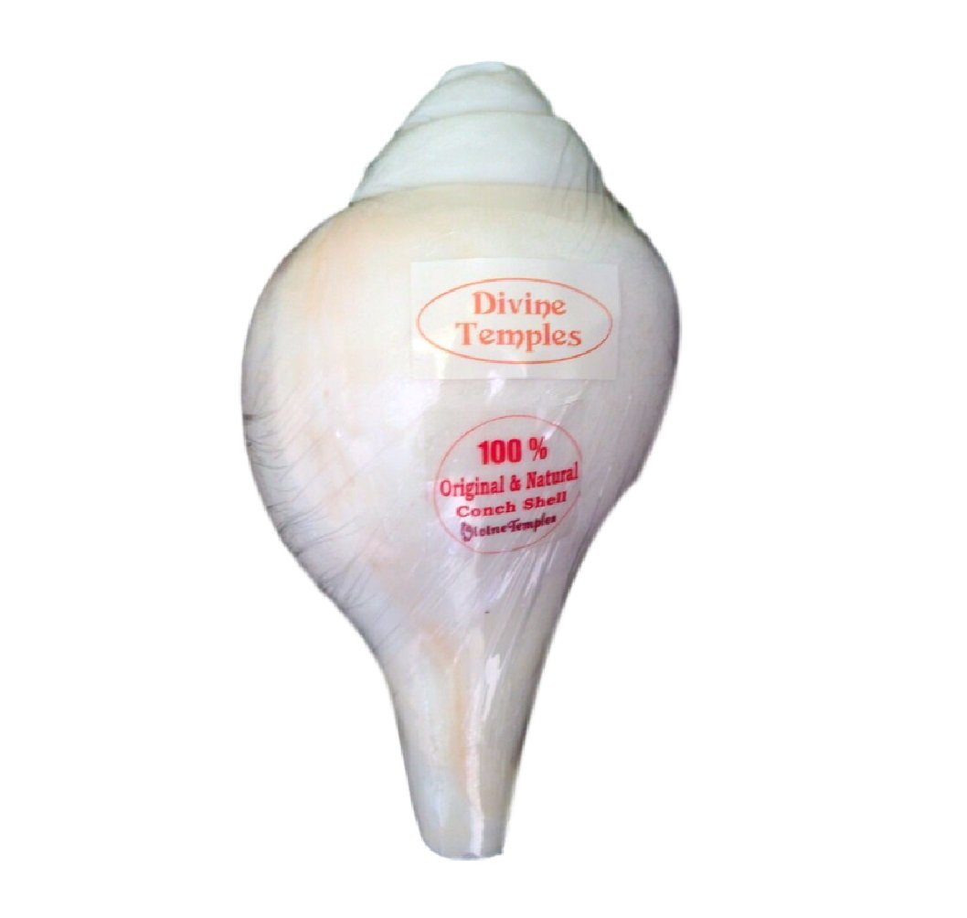 Traditional Vamavarti Blowing Coch Shell