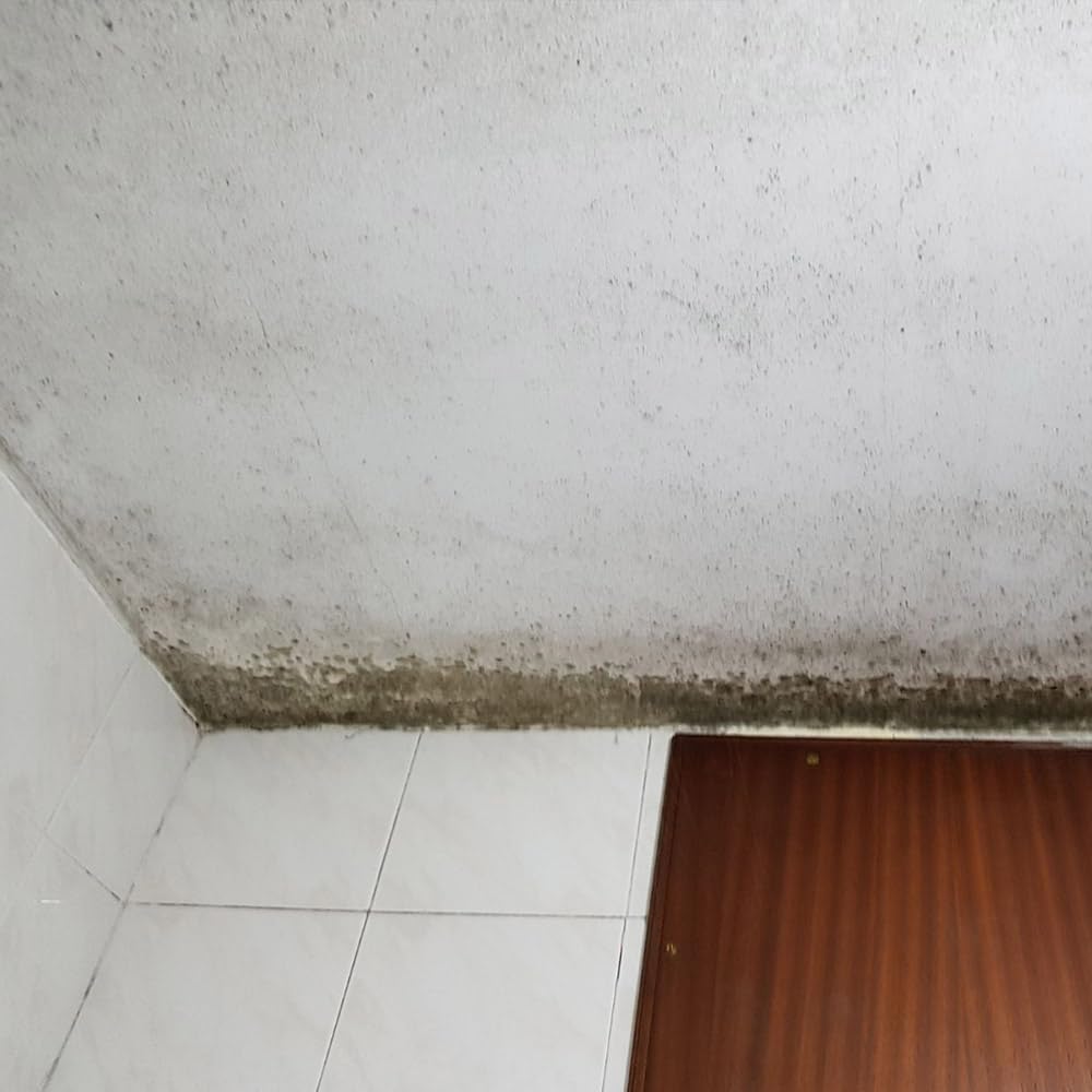 Detergente Limpiador Antihumedades 5L Sin Cloro y Sin Disolventes | Elimina las manchas de humedad sin aclarado. Ideal para paredes interiores y techos de baños, habitaciones. Sin olores.