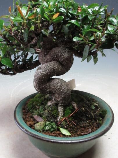 黒松のミニ盆栽 No.23571 盆栽：三河黒松*現品 くろまつ クロマツ