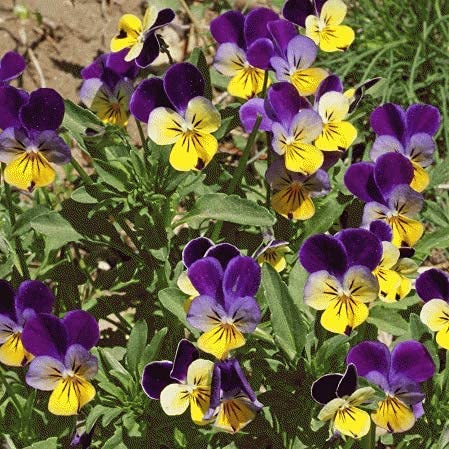 Helen Mount Johnny Jump Up Viola Flower Seeds, 500+ Seeds Per Packet, (Isla's Garden Seeds), Non Gmo & Heirloom Seeds, Botanical Name: Viola Cornuta, Viola Tricolor, Great Home Garden Gift #TOP3