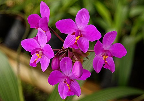Land Ground Orchid Spathoglottis Plicata Amazon In Garden Outdoors