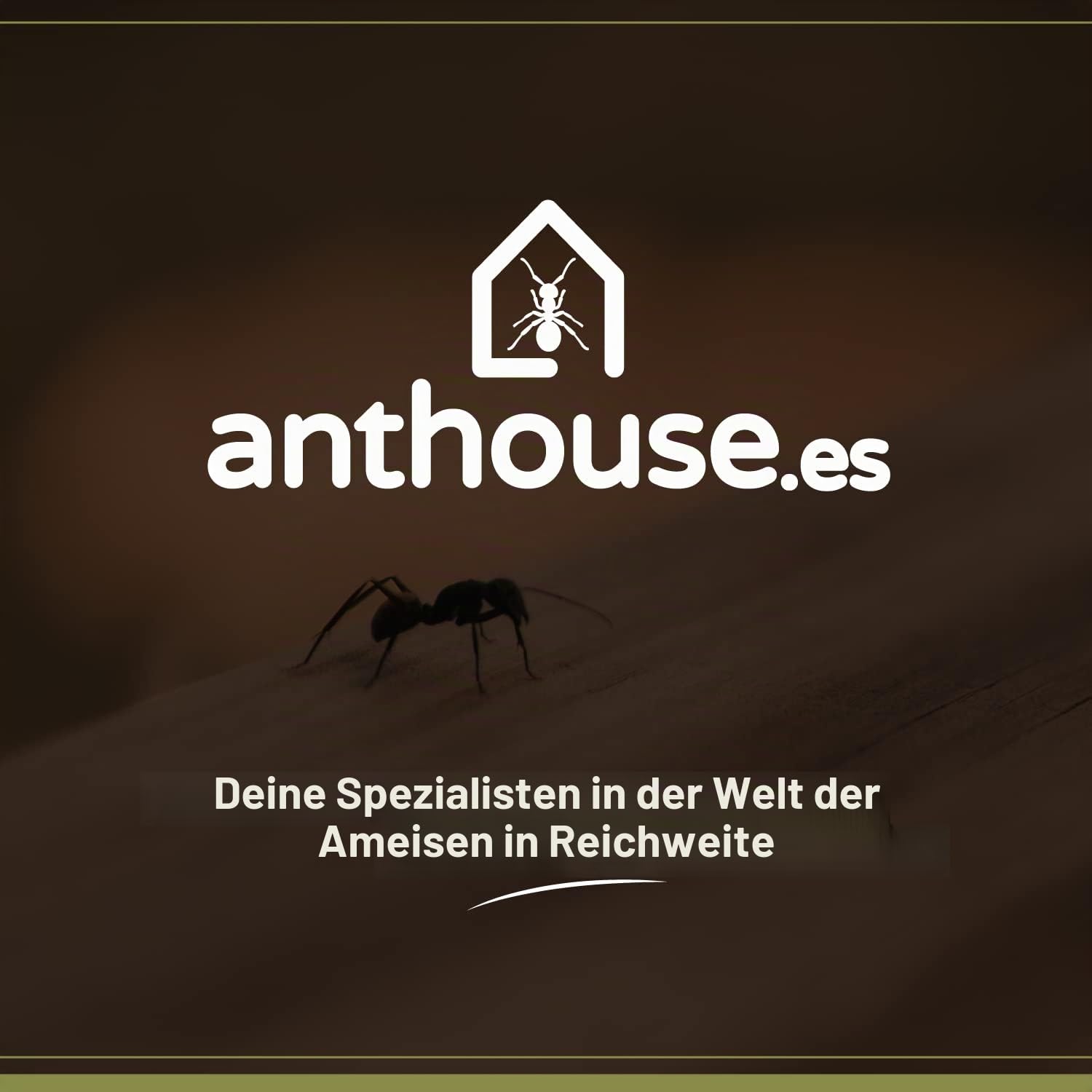 AntHouse - 3D Ameisenfarm aus Sand | Weiß T Kit 15x15x1,5 cm | Inklusive Ameisen