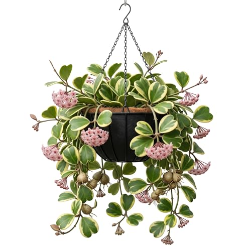 Variegated Kerii Hearts Hoya Plants Live Houseplants Sweet Hoya Live Plant Waxflower Vine Tropical Houseplant 2 Pot