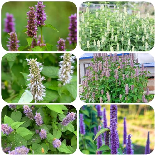 semi di ortica profumata, semi per giardino regali per giardinieri rare 350pcs