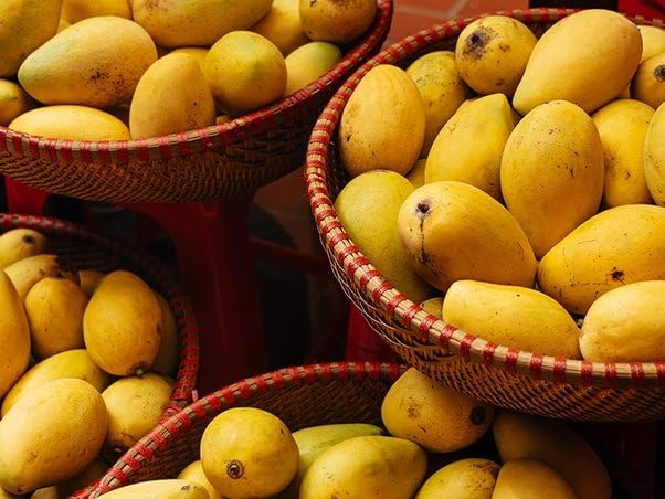 Image of Premium Carabao Mango Plant Grafted For Bountiful Fruits In Your Garden 2 Feet Height Philippine Variety Healthy Live Plant (Hybrid, Pack Of 1) PB 39