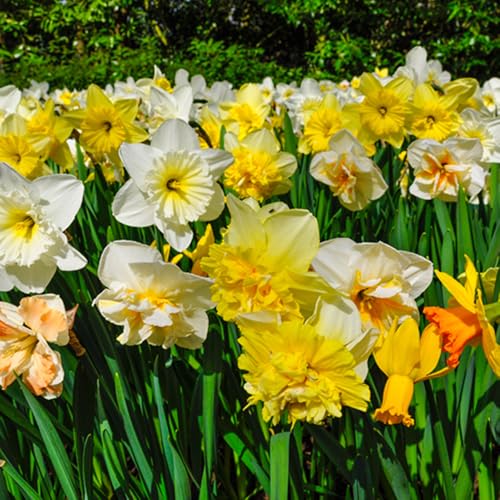 YouGarden Narcissus Mixed, Set of 25 Bulbs Size 12/14 for Sp