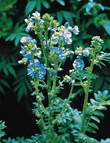 Amazon.com : Polemonium Jacobs Ladder Caeruleum Blue Pearl Perennial Seeds  : Patio, Lawn & Garden