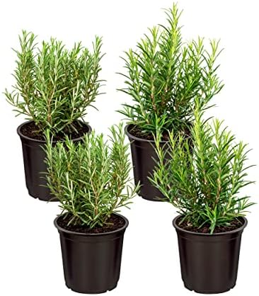 Live Aromatic and Edible Herb - Rosemary (4 Per Pack), Naturally Improves Breathing and Air Quality, 8" Tall by 4" Wide