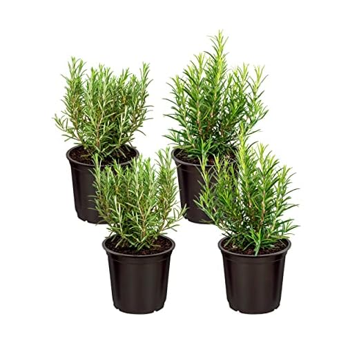Live Aromatic and Edible Herb - Rosemary (4 Per Pack), Naturally Improves Breathing and Air Quality, 8" Tall by 3" Wide