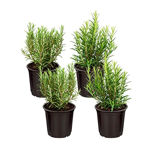 Buy Rosemary Plant In Pakistan Rosemary Plant Price