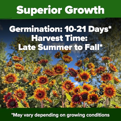 Image of HOME GROWN Autumn Beauty Sunflower Seeds to Plant 40 Heirloom Non-GMO Sunflower Seeds for Planting Blooms for Pollinator Support, and Ornamental Flower Garden (Helianthus annuus)