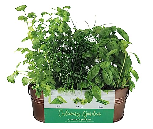 BUZZY Organic Windowsill Grow Kit, Copper Culinary...