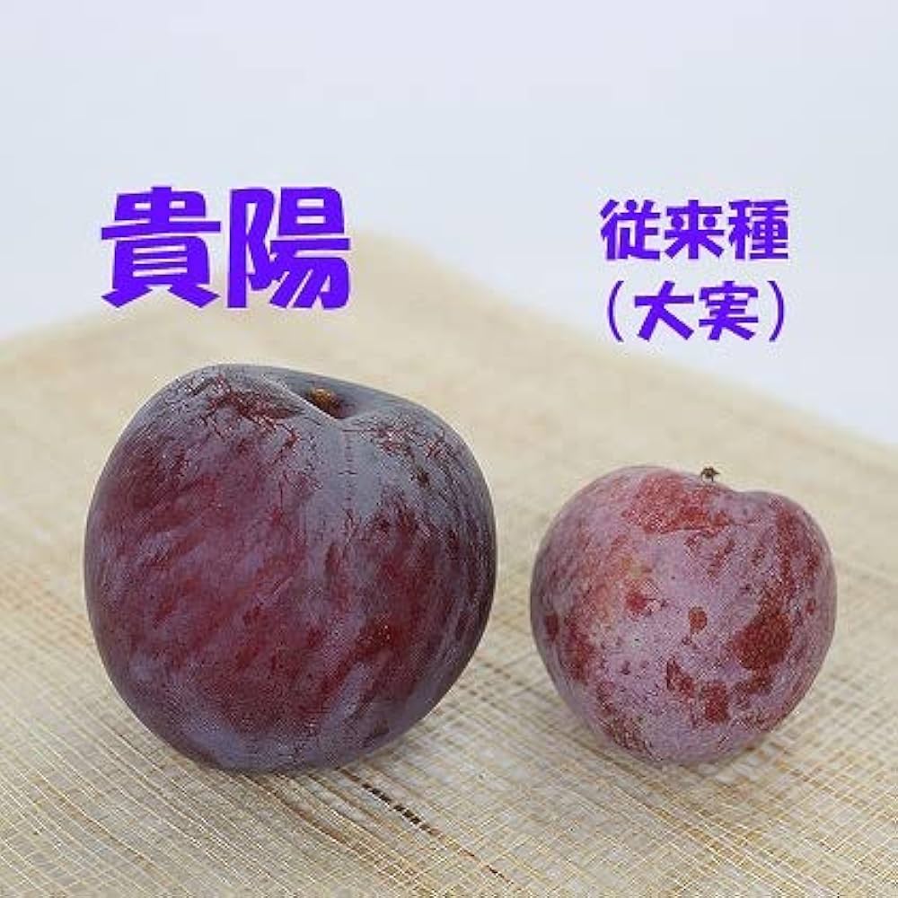 Amazon.co.jp: ジャンボプラム（ スモモ ）『 貴陽 』接ぎ木