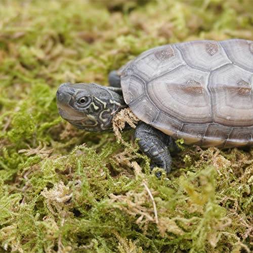Begeterday 99g Reines Natürliches Moos für Schildkröten, Ideales Zubehör für Schildkrötenbecken, Gut für Die Aufrechterhaltung Der Luftfeuchtigkeit Und Zum Warmhalten im Winter