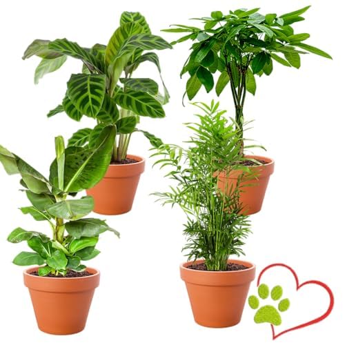 Lot de 4 plantes “Pet Friendly”, +/- 30–60 cm, ø 12–15 cm pot, Palmier d’intérieur, Bananier, Arbre à monnaie, Calathea, non toxique & sans danger pour les animaux