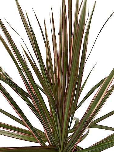 Bicolor Dragon Tree - Dracaena marginata - 4' Pot