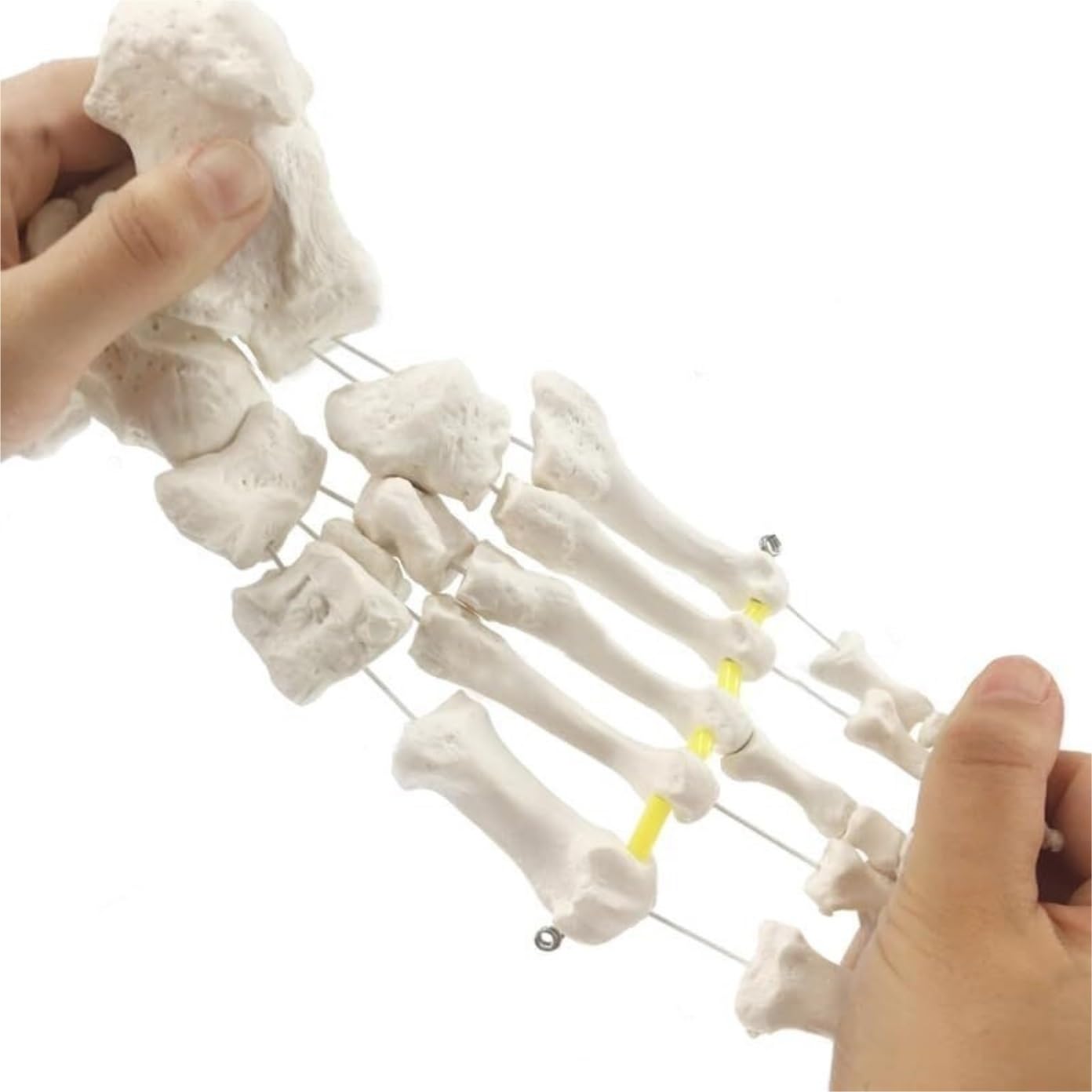Anatomía De La Educación Cuerpo Humano, Modelo De Hueso del Pie Flexible Y Separado, Ejercicio Articulación Tobillo, Enseñanza Demostración Rehabilitación Muñeca de Anatomía
