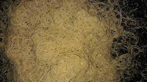 White Worm Starter Culture Organic Fish/Frog/Newt Food