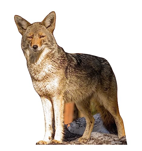 Image of Cardboard People Coyote Life Size Cardboard Cutout Standup - Made in USA