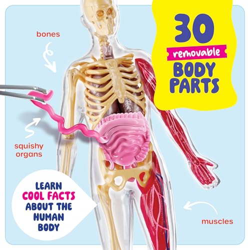 Human Anatomy Squishy Body Model - Science Kits for Kids Ages 4-8 - STEM Toys for 4 5 6 7 8 Year Old Boy Birthday Gift - Learning Educational Toys for Ages 5-7 Boys Gifts - Skeleton Parts