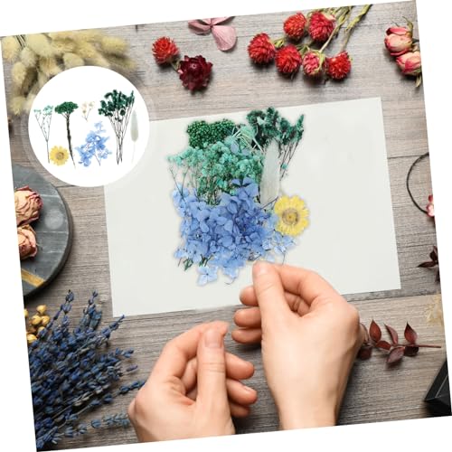 Kit de flores prensadas naturales para manualidades miniatura 3