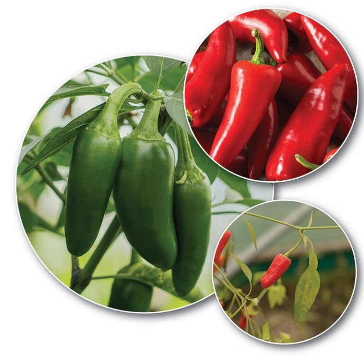 Gardeners Kitchen - Chilli Plants - Mixed Varieties- 3 X 9cm Pot Vegetable Plants. (207-240-222)