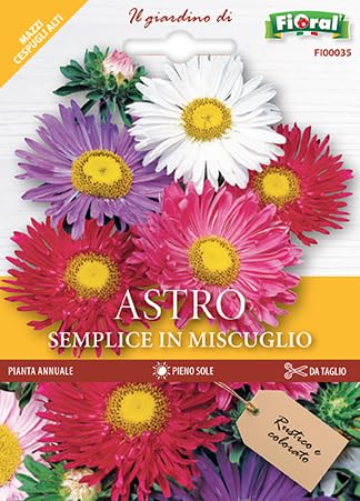 300 Semi di Astro semplice, Callistephus Chinensis, di Fiori Doppi a Forma di Margherita per Giardinaggio, Balcone, Terrazzo, Aiuole