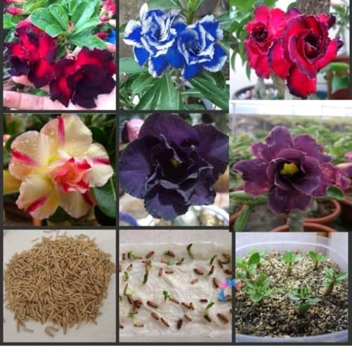 �A�f�j�E�� �~�b�N�X �ʐ^�̒��̂����ꂩ 5��q