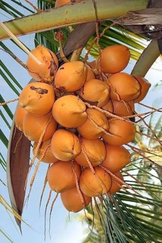 Image of Hybrid Coconut Live Plant with Pot | Tropical Coconut Palm Fruit Tree | Fast Growing Outdoor Plantation Plant for Home Garden Farm Backyard Terrace Landscape Decor | Pack of 1