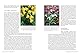 Pimpernel Press Beth Chatto’s Shade Garden: Shade-Loving Plants for Year-Round Interest