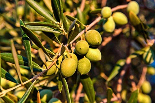 Oleosur Extra Virgin Olijfolie Picual Topkwaliteit van Spanje Andalusië Jaén Kan 5 liter - Image 5