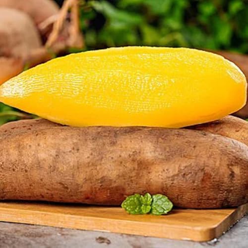 semillas orgánicas de yacón interior yacón decoración sala estar raras fresca, decoración jardín al aire libre, jardín perennes 300pcs