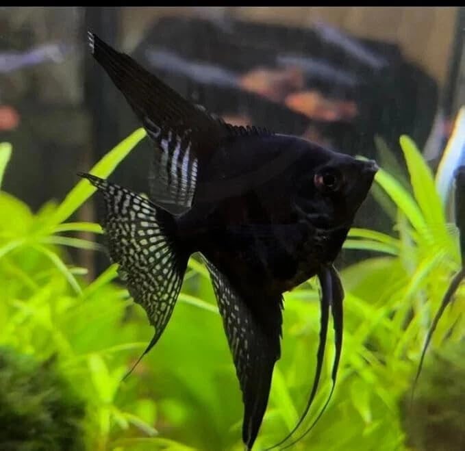 Peixe-anjo de água doce preto com nadadeiras longas Santboz – Pacote com 3