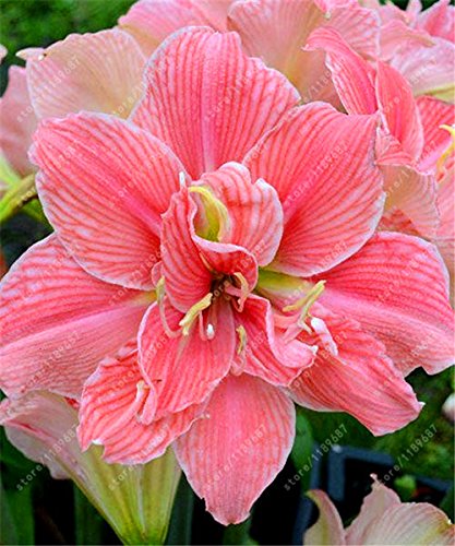New Fresh 3pcs Pink Amaryllis Zwiebeln Flower Seeds Generic