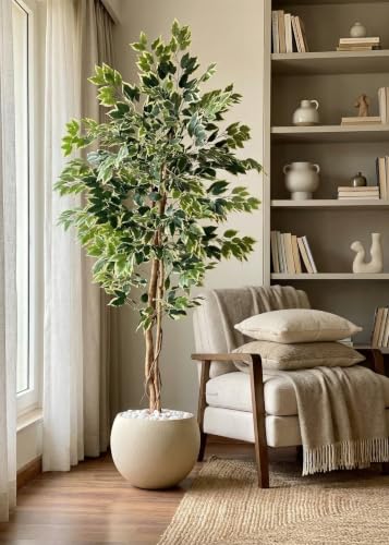 Image of MASON HOME Artificial Variegated Dried Ficus Plant Without Pot - 6.5 Feet | Realistic - Trees - Flowers | Indoor Tropical | Home - Shop - Office | Gifting - Decor - Ambience - Durable | No Maintenance